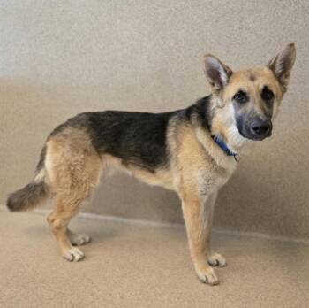 German Shepherd Dog Dogs Available for Adoption in Oakland, California - Davidson | PetCurious