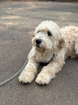 Rescue Poodle Dogs for Adoption in Page, Arizona - Susie Q | PetCurious