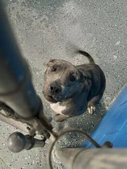 Phoenix -  Catahoula Leopard Dog Dog for Adoption in Muskegon, Michigan - Phoenix | PetCurious