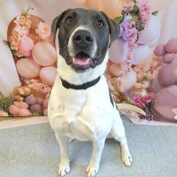 Lucky (f/k/a Ornament) -  Mixed Breed Dog for Adoption in Warrensburg, Missouri - Lucky (f/k/a Ornament) | PetCurious