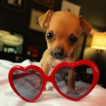 Chihuahua and Mixed Breed Dogs Available for Adoption - GiGi | PetCurious