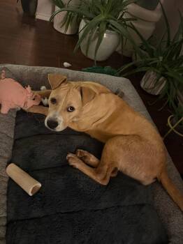 American Staffordshire Terrier Dogs Available for Adoption - Oakley | PetCurious