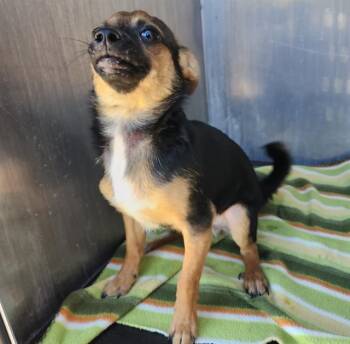 JONESY -  Chihuahua and Dachshund Dog for Adoption in San Antonio, Texas - JONESY | PetCurious