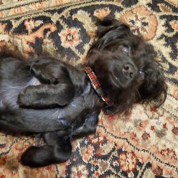 Harlan -  Yorkshire Terrier and Miniature Poodle Dog for Adoption in Santa Fe, Texas - Harlan | PetCurious