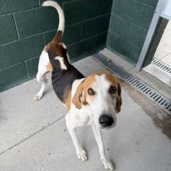 Treeing Walker Coonhound and English Coonhound Dogs Available for Adoption in Carencro, Louisiana - Kyler | PetCurious