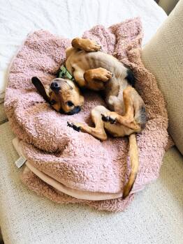 Tobias Toebeans -  Dachshund and Beagle Dog for Adoption in Bothell, Washington - Tobias Toebeans | PetCurious