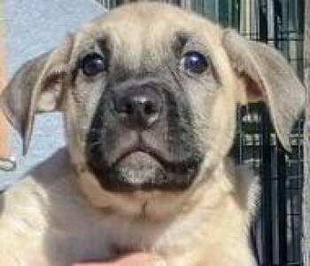 Rescue German Shepherd Dog Dogs for Adoption in San Luis, Colorado - Midge