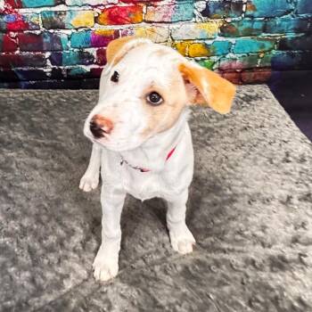 Great Pyrenees and Mixed Breed Dogs Available for Adoption - Button | PetCurious