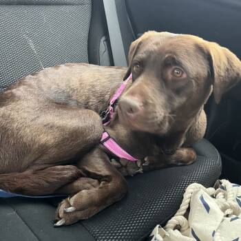 Rescue Chocolate Labrador Retriever Dogs for Adoption in Cashmere, Washington - Ari | PetCurious
