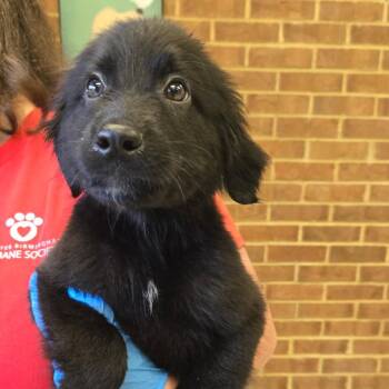 Bali -  Terrier and Mixed Breed Dog for Adoption in Birmingham, Alabama - Bali | PetCurious