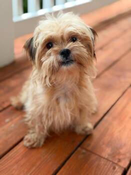 Peter Parker - Foster to Adopt -  Shih Tzu Dog for Adoption in Savage, Minnesota - Peter Parker - Foster To Adopt | PetCurious