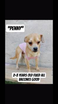 Chihuahua Dogs Available for Adoption in Durango, Colorado - Penny | PetCurious