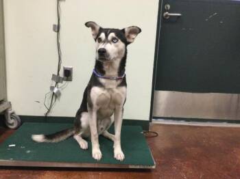 Rescue Siberian Husky Dogs for Adoption in Thousand Palms, California - ARCTIC | PetCurious