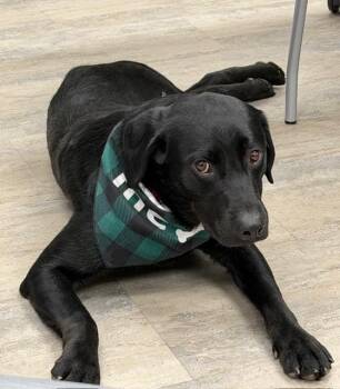 Moe -  Labrador Retriever Dog for Adoption in Indianapolis, Indiana - Moe | PetCurious