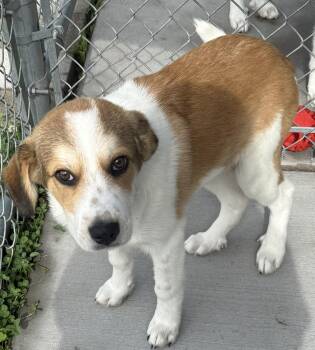 Gummo -  Great Pyrenees Dog for Adoption in Mauston, Wisconsin - Gummo | PetCurious