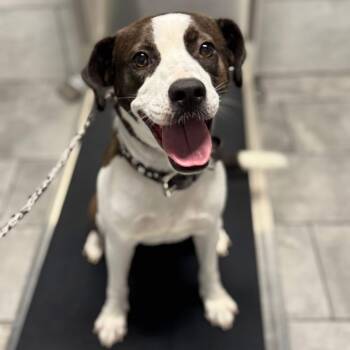 Rescue Labrador Retriever Dogs for Adoption in Saint George, Vermont - Mama | PetCurious