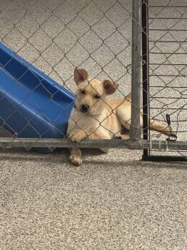 Rescue Mixed Breed Dogs for Adoption in Hood River, Oregon - Pluto | PetCurious