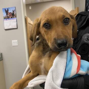Thread -  German Shepherd Dog Dog for Adoption in Westminster, California - Thread | PetCurious