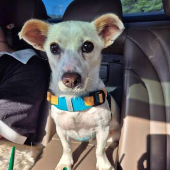 Jack Russell Terrier and Chihuahua Dogs Available for Adoption in Danvers, Massachusetts - Lael | PetCurious