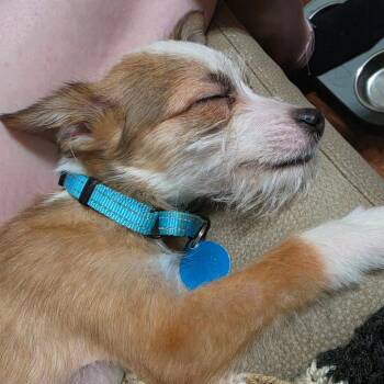 Morrison -  Chihuahua and Mixed Breed Dog for Adoption in Fredericksburg, Virginia - Morrison | PetCurious