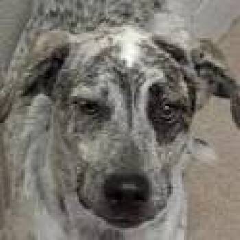 Sparky -  Australian Cattle Dog Blue Heeler Dog for Adoption in Brenham, Texas - Sparky | PetCurious