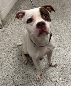 Panda -  Pit Bull Terrier and Mixed Breed Dog for Adoption in Kansas City, Missouri - Panda | PetCurious