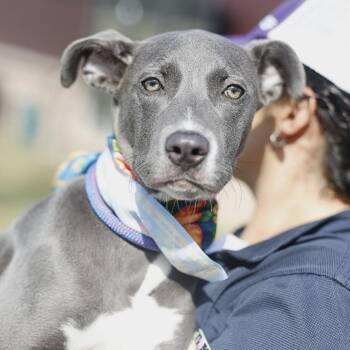ARIZONA -  American Staffordshire Terrier Dog for Adoption in San Antonio, Texas - ARIZONA | PetCurious
