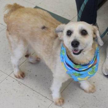 Bella -  Shih Tzu and Mixed Breed Dog for Adoption in Birmingham, Alabama - Bella | PetCurious