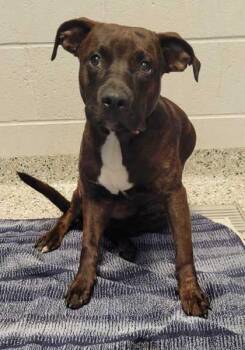 Brinley -  Pit Bull Terrier and Mixed Breed Dog for Adoption in Kansas City, Missouri - Brinley | PetCurious