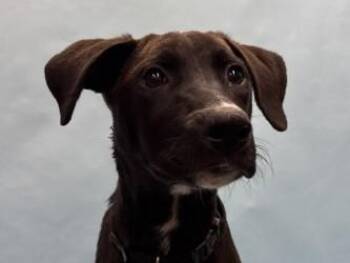 Mango -  Labrador Retriever and Mixed Breed Dog for Adoption in Woodbury, Minnesota - Mango | PetCurious