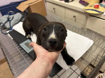 American Staffordshire Terrier and American Bulldog Dogs Available for Adoption in Mendham, New Jersey - Chelsea | PetCurious