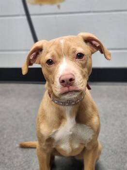 Pit Bull Terrier Dogs Available for Adoption in Kalamazoo, Michigan - DIOR | PetCurious