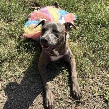 Hennie -  American Staffordshire Terrier and Pit Bull Terrier Dog for Adoption in Magnolia, Texas - Hennie | PetCurious