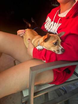 Turtle -  Chihuahua Dog for Adoption in New London, Wisconsin - Turtle | PetCurious