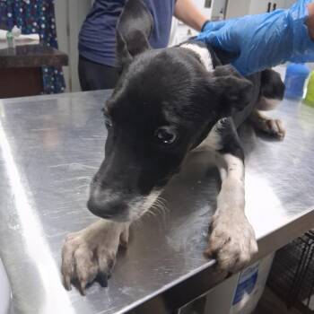 Cocoa -  Shepherd Dog for Adoption in Summerville, South Carolina - Cocoa | PetCurious