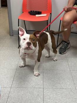 Pit Bull Terrier Dogs Available for Adoption in Sorrento, Louisiana - Biscuit | PetCurious