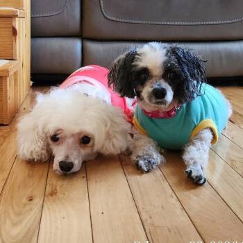 Poodle Dogs Available for Adoption - Bailee (Boogie) | PetCurious
