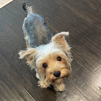 Yorkshire Terrier Dogs Available for Adoption in Houston, Texas - Biscuit Blue | PetCurious