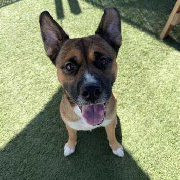 Bane -  Boxer and Mixed Breed Dog for Adoption in Hawthorne, California - Bane | PetCurious
