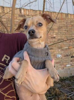 Mia - RI -  Chihuahua and Dachshund Dog for Adoption in Bryan, Texas - Mia - RI | PetCurious