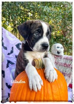 Winston -  Black Mouth Cur Dog for Adoption in Sebring, Florida - Winston | PetCurious