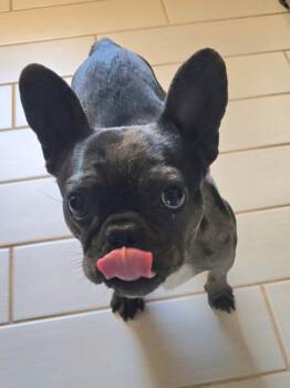 French Bulldog Dogs Available for Adoption - Gigi | PetCurious
