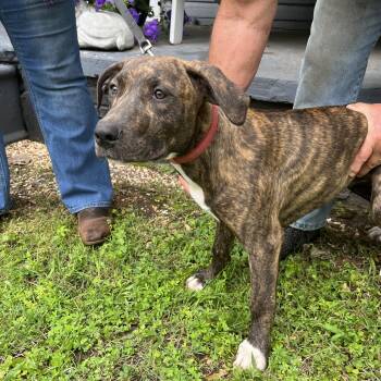 Rescue Plott Hound Dogs for Adoption in Sallisaw, Oklahoma - Huggy | PetCurious