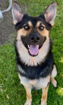 Rescue German Shepherd Dog Dogs for Adoption in Riverside, California - TYSON | PetCurious