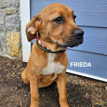 Frieda -  Mixed Breed Dog for Adoption in Madisonville, Tennessee - Frieda | PetCurious
