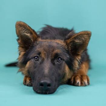 Shepherd Dogs Available for Adoption in Portland, Oregon - Maggie | PetCurious
