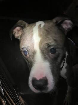 Mixed Breed Dogs Available for Adoption in Dallas, Texas - LILLY | PetCurious