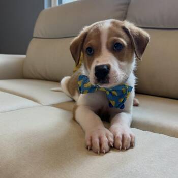 Jack -  Hound and Mixed Breed Dog for Adoption in Little Rock, Arkansas - Jack | PetCurious