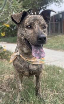 Rescue Shepherd and Mixed Breed Dogs for Adoption in San Antonio, Texas - Rowdy | PetCurious