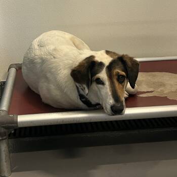 Rescue Mixed Breed Dogs for Adoption in Auburn, Alabama - Arrietty | PetCurious